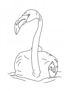 Flamingo coloring page - picture 24