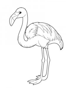 Flamingo coloring page - picture 27