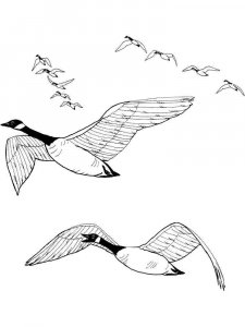 Goose coloring page - picture 20