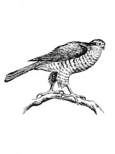 Hawk coloring page - picture 1
