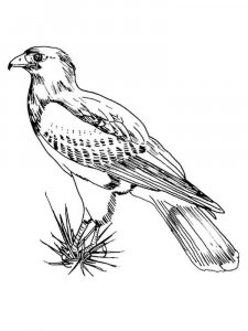 Hawk coloring page - picture 11