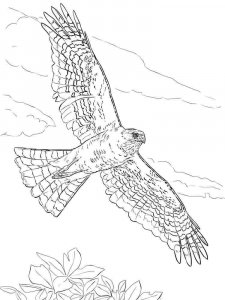 Hawk coloring page - picture 12