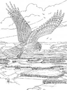 Hawk coloring page - picture 13