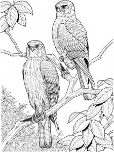 Hawk coloring page - picture 14