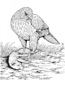 Hawk coloring page - picture 15