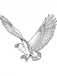 Hawk coloring page - picture 16