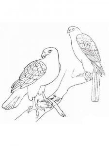Hawk coloring page - picture 2