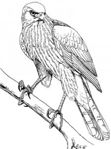 Hawk coloring page - picture 3