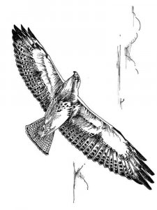 Hawk coloring page - picture 4