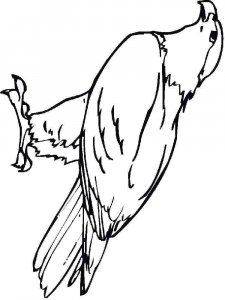 Hawk coloring page - picture 5
