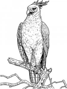 Hawk coloring page - picture 6