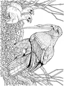 Hawk coloring page - picture 7