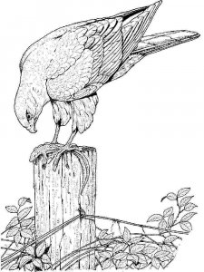 Hawk coloring page - picture 8