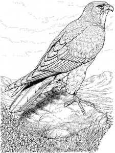 Hawk coloring page - picture 9