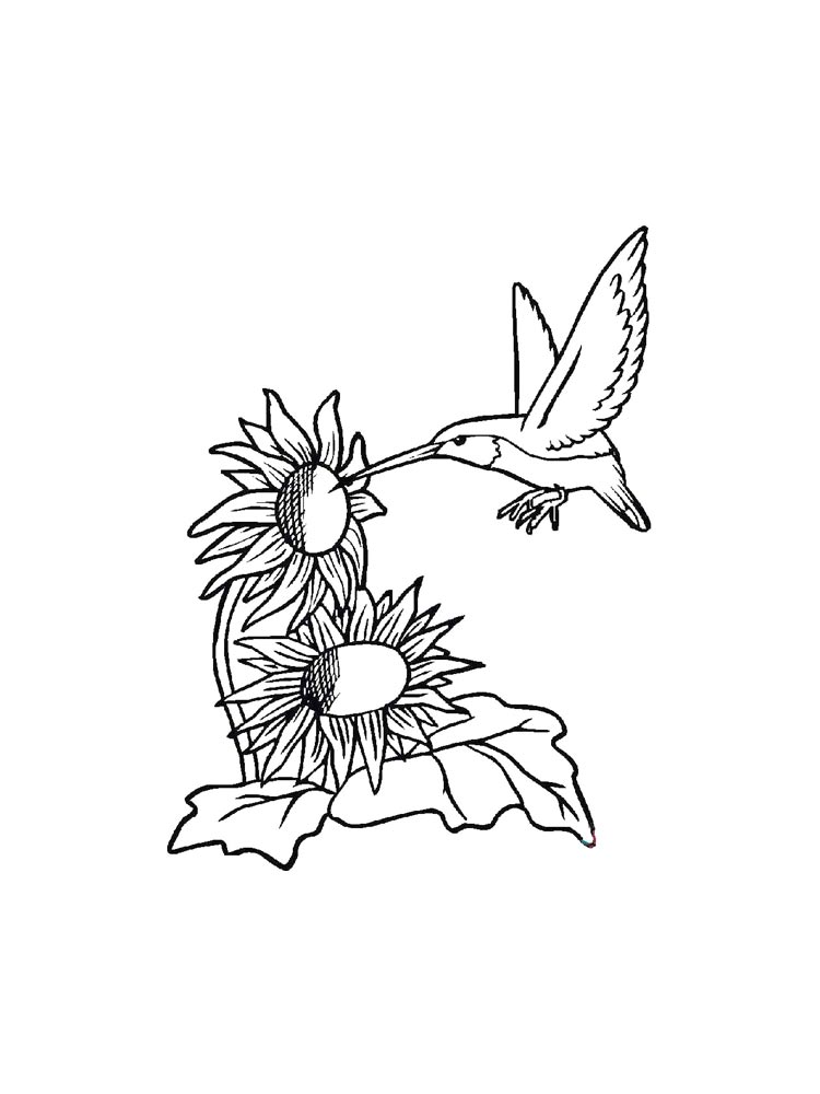 Hummingbird coloring pages. Download and print Hummingbird coloring pages