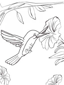 Hummingbird coloring page - picture 1
