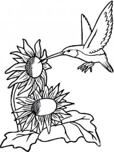 Hummingbird coloring page - picture 10