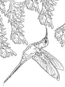 Hummingbird coloring page - picture 11