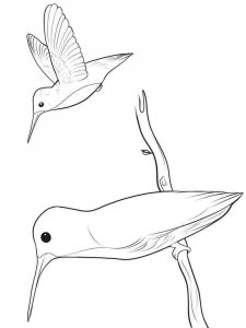 Hummingbird coloring page - picture 12