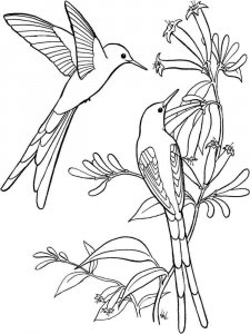 Hummingbird coloring page - picture 13