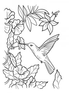 Hummingbird coloring page - picture 14