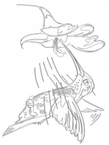 Hummingbird coloring page - picture 15