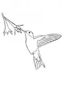 Hummingbird coloring page - picture 16