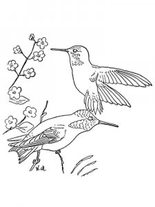 Hummingbird coloring page - picture 17