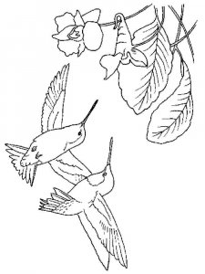 Hummingbird coloring page - picture 18