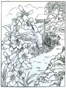 Hummingbird coloring page - picture 19