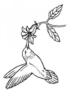Hummingbird coloring page - picture 2
