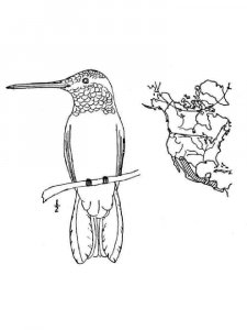 Hummingbird coloring page - picture 20