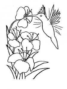Hummingbird coloring page - picture 4