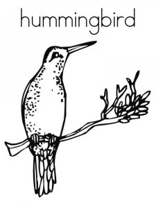 Hummingbird coloring page - picture 5