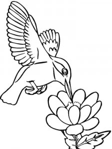 Hummingbird coloring page - picture 6