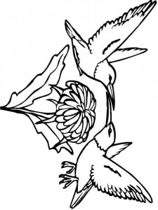 Hummingbird coloring page - picture 7