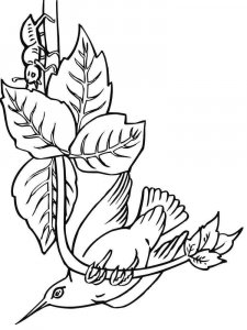 Hummingbird coloring page - picture 9