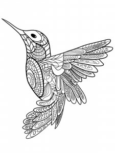 Hummingbird coloring page - picture 21