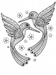 Hummingbird coloring page - picture 22