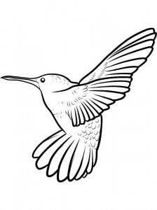 Hummingbird coloring page - picture 25