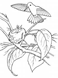 Hummingbird coloring page - picture 26