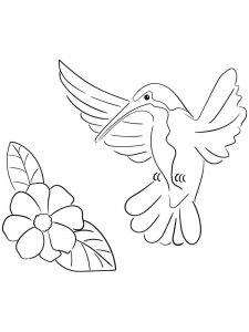 Hummingbird coloring page - picture 27
