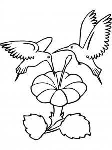 Hummingbird coloring page - picture 28