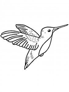 Hummingbird coloring page - picture 29