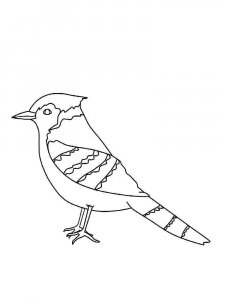 Jay coloring page - picture 2
