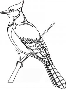 Jay coloring page - picture 8