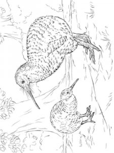 Kiwi bird coloring page - picture 1