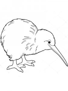 Kiwi bird coloring page - picture 2