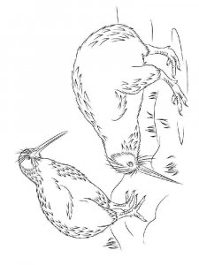 Kiwi bird coloring page - picture 3