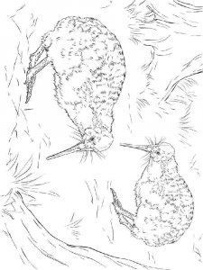 Kiwi bird coloring page - picture 4